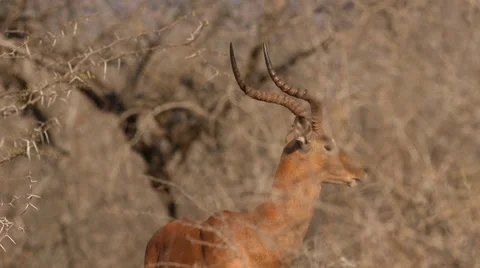 Impala 動画素材 30036589