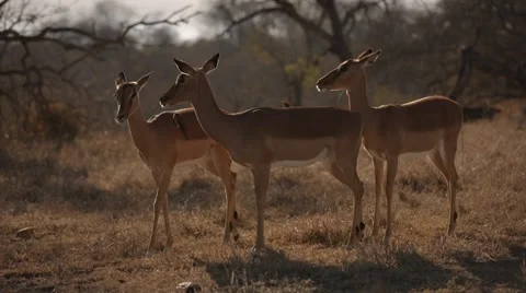 Impala Stock Footage 30039793