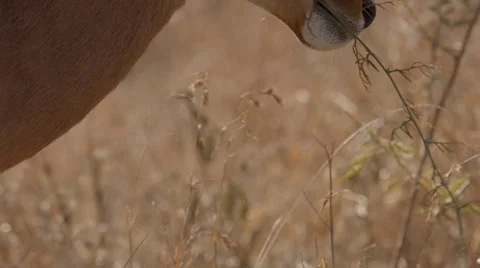 Impala Stock Footage 30040586