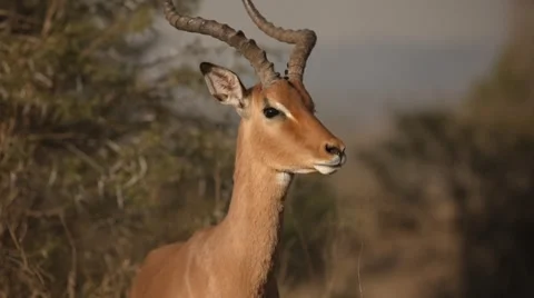 Impala Stock Footage 30043086