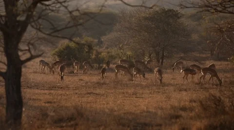 Impala Stock Footage 30066692