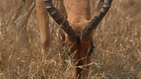 Impala Stock Footage 30764198