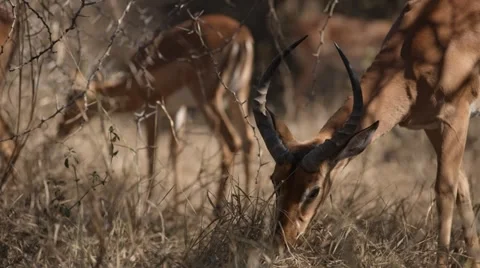 Impala Stock Footage 30791122