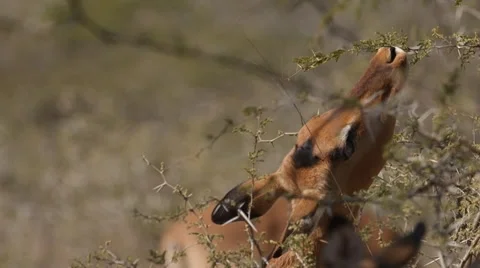 Impala 動画素材 30795199