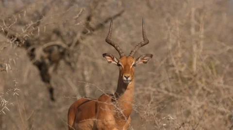 Impala 動画素材 30796109