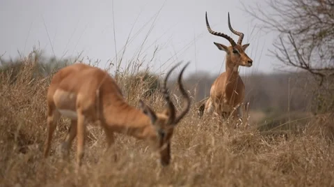 Impala Stock Footage 30797990
