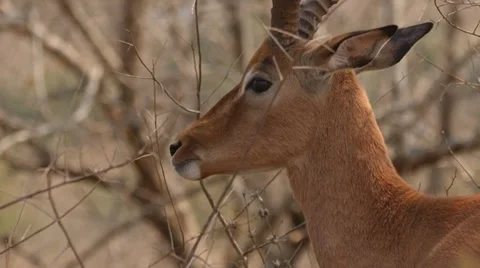 Impala Stock Footage 30798320