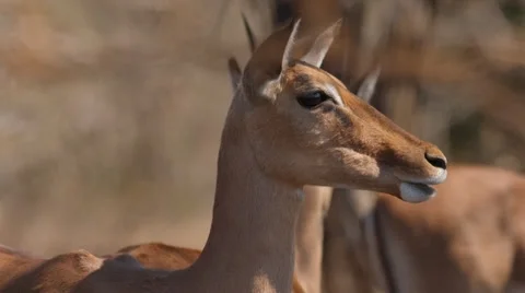 Impala Stock Footage 30948997