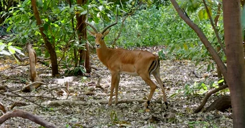 Impala in forest Stock Footage 60380544