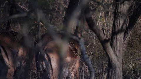 Impala in Forest Stock Footage 113431192
