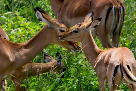 Impala in Front of Bushes Stock Photos