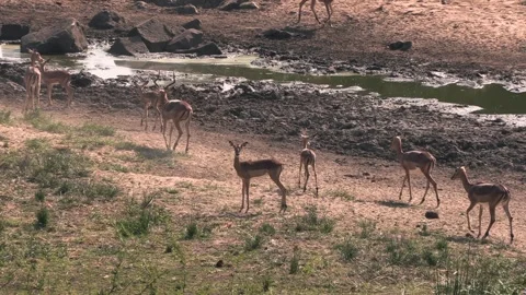 Impala getting a fright because of the windy conditions, running together Stock Footage 268437333