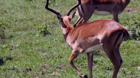 Impala Gracefully Dines on Sunlit Greens Near Lake Nakuru Stock Footage 344605501