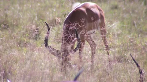 Impala grazing 1 Stock Footage 22246275