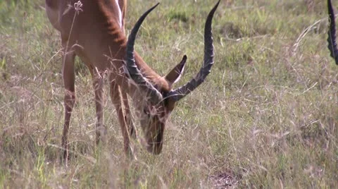 Impala grazing 2 Stock Footage 22246456