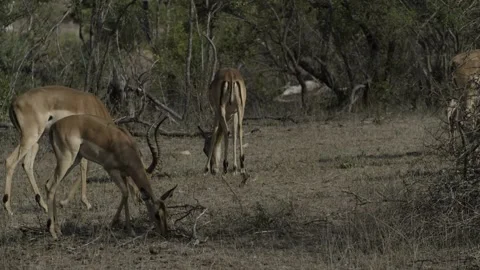 Impala grazing in bushveld Stock Footage 138192897