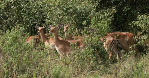 Impala grazing Vídeos de archivo 138053774