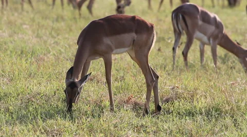 Impala Grazing mid shot Stock-Footage 41638568