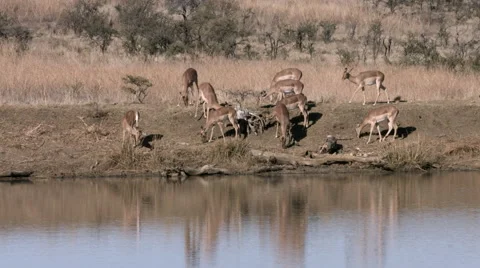 Impala grazing on river bank. Stock Footage 66448029