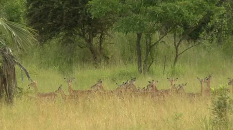 Impala in Green Stock Footage 10811407
