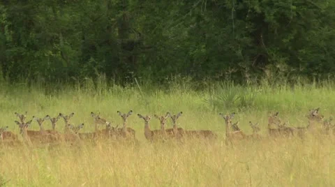 Impala in green grass Stock Footage 10811757