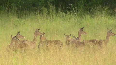 Impala in green grass Stock Footage 10811949