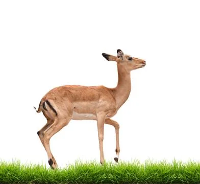 Impala with green grass isolated Foto stock