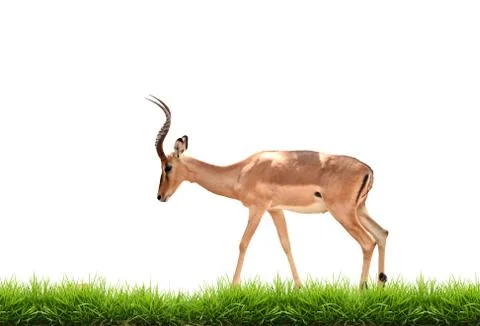 Impala with green grass isolated 스톡 사진