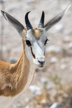 Impala Head Close Up Stock Photos