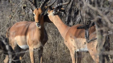 Impala helping each other Stock Footage 53089247
