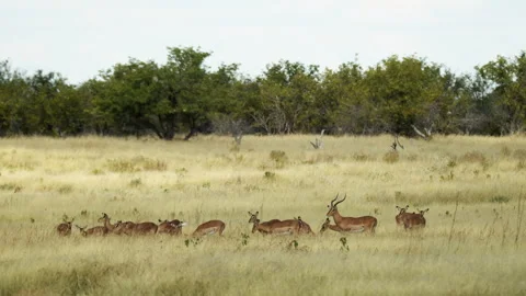 Impala herd breeding in savannah, Namibia. Springbok Antelopes in Savannah Video stock 284164217