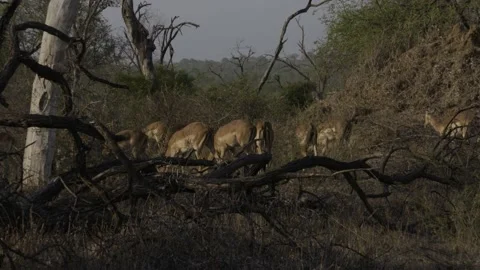 Impala herd in bushveld Stock Footage 138192791