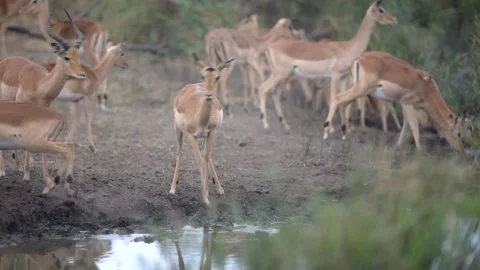 Impala herd drinking water in alert mode Stock Footage 132653310