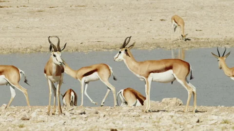 Impala herd drinking water in river, Namibia. Springbok Antelopes in Savannah Stock Footage 277522360