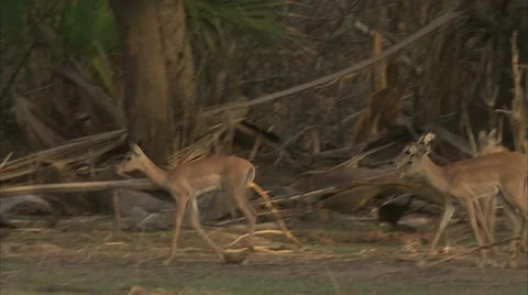 Impala herd eating Stock Footage 10884132