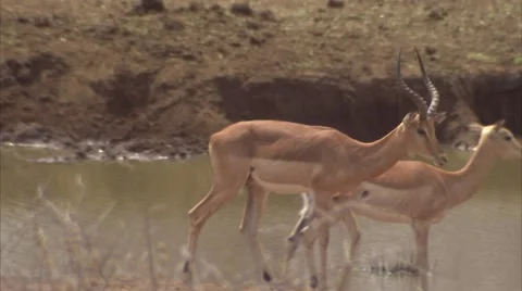 THE IMPALA HERD Stock Footage 51558228