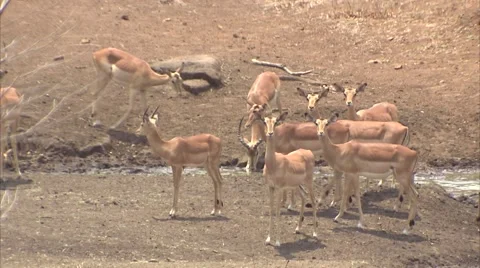 THE IMPALA HERD Stock Footage 51558520