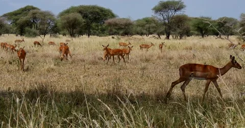Impala Herd Stock Footage 60379224