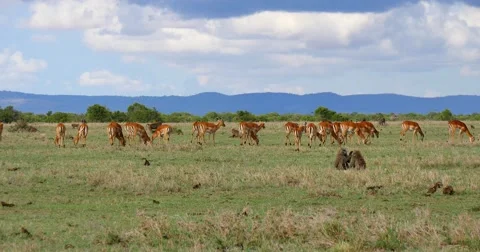 Impala Herd Stock Footage 60381551