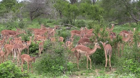 Impala herd Stock Footage 74965190