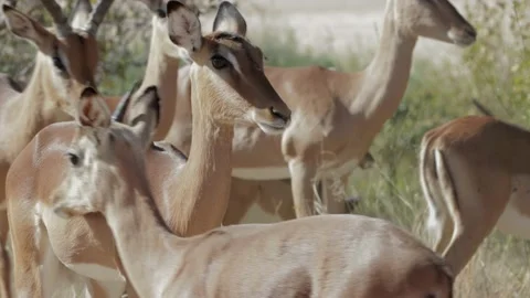 Impala herd Stockbeeldmateriaal 137853769