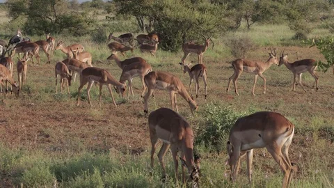 Impala herd grazing Stock Footage 126291491