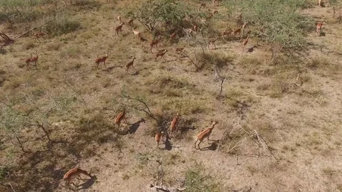 Impala, Herd of Impalas Drone Footage, Aerial Footage, Africa Stock Footage 83420175