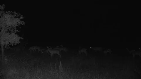 Impala herd at night Video stock 84668576