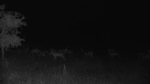 Impala herd at night Video stock 84668777