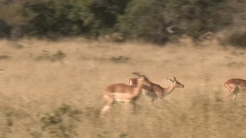 Impala herd running in slow motion Vídeo Stock 85553486