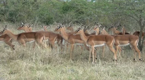 Impala herd walking in the veld Stock Footage 11416990
