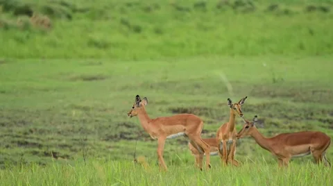 Impala herd with young - Tembe South Africa Stock Footage 59726981