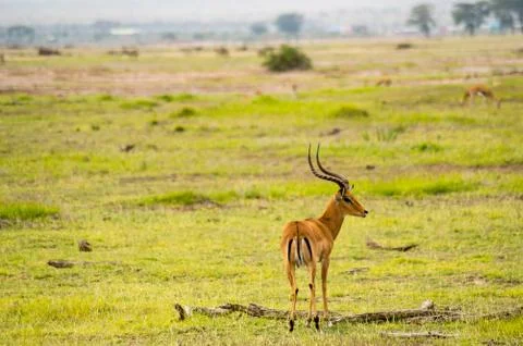 Impala isolate in the savannah Stock Photos