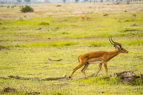 Impala isolate in the savannah Stock Photos